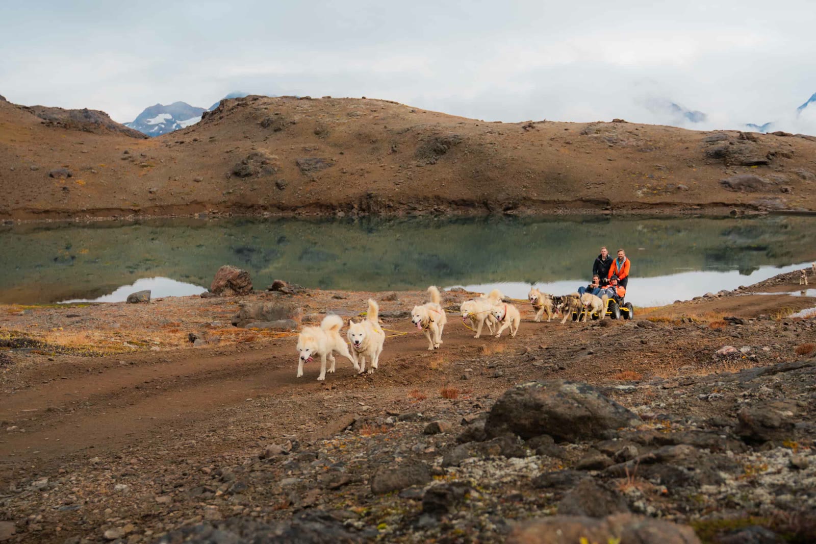 Summer dog sledding on wheels